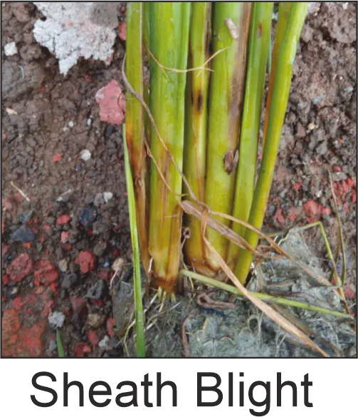Sheath blight_Paddy